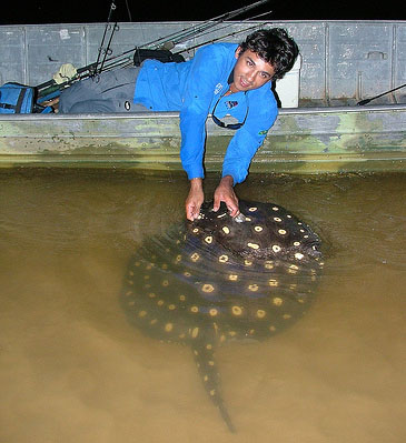 Record photograph for Potamotrygon leopoldi